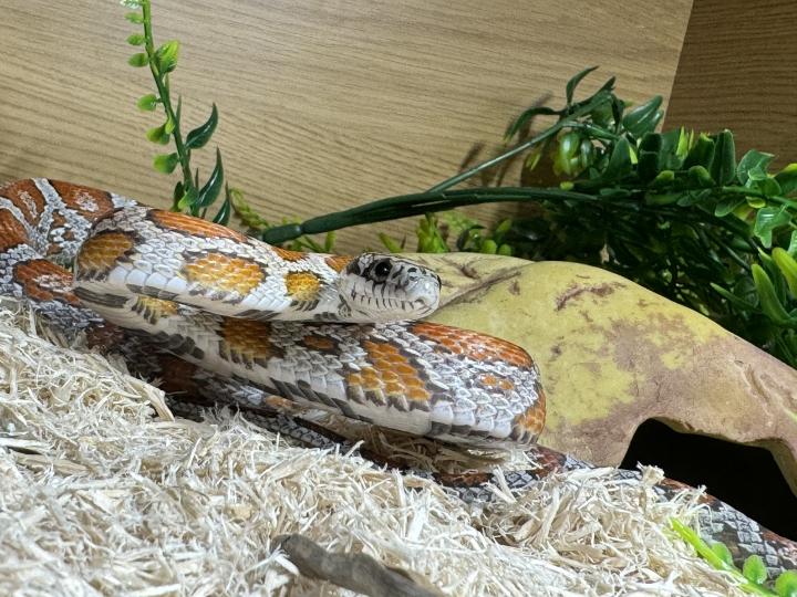Corn Snake