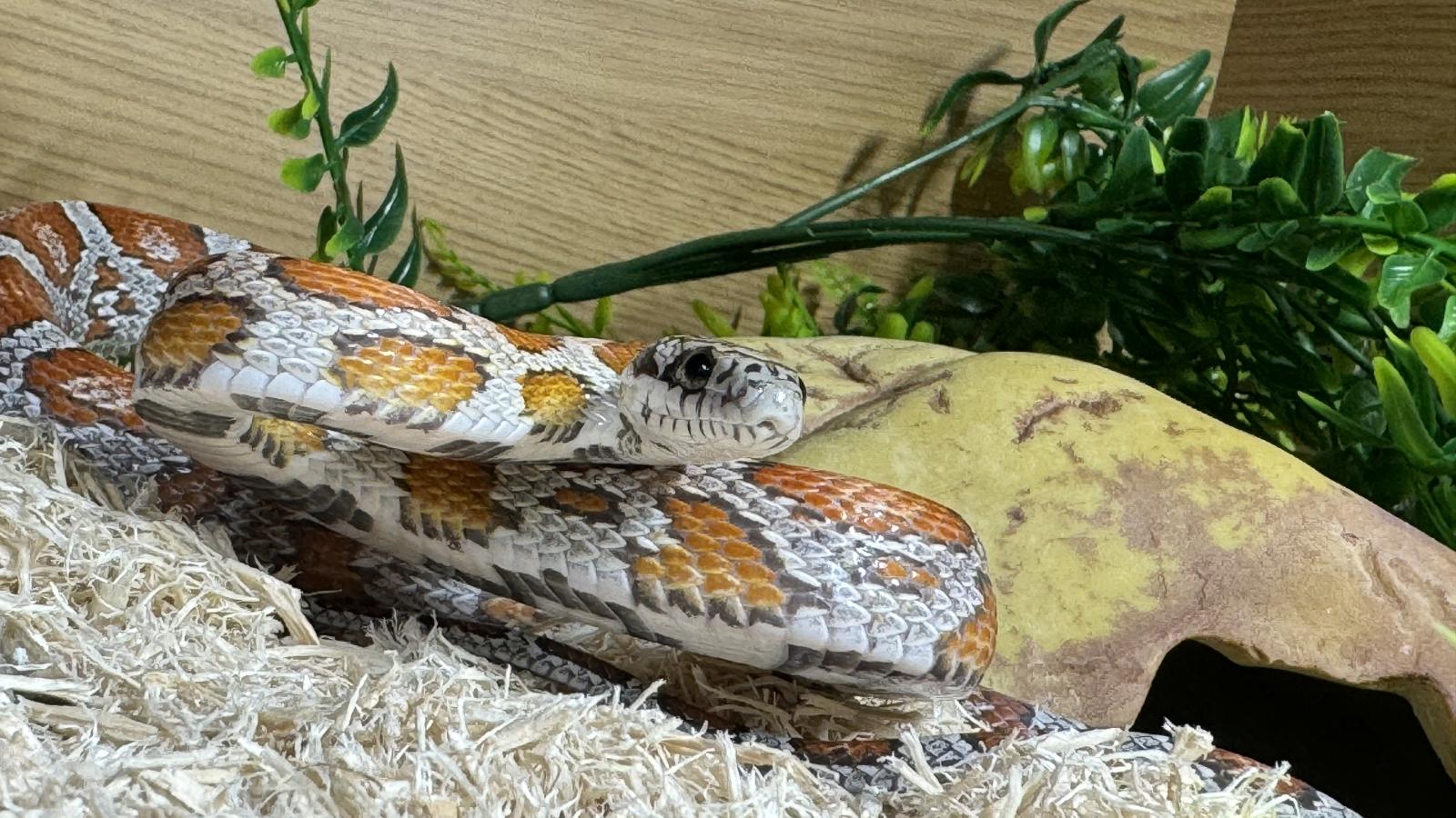 Corn Snake
