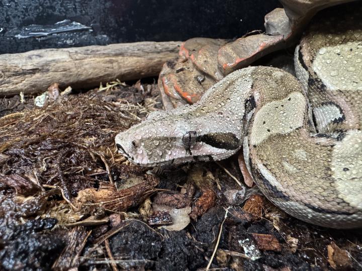 Boa Constrictor
