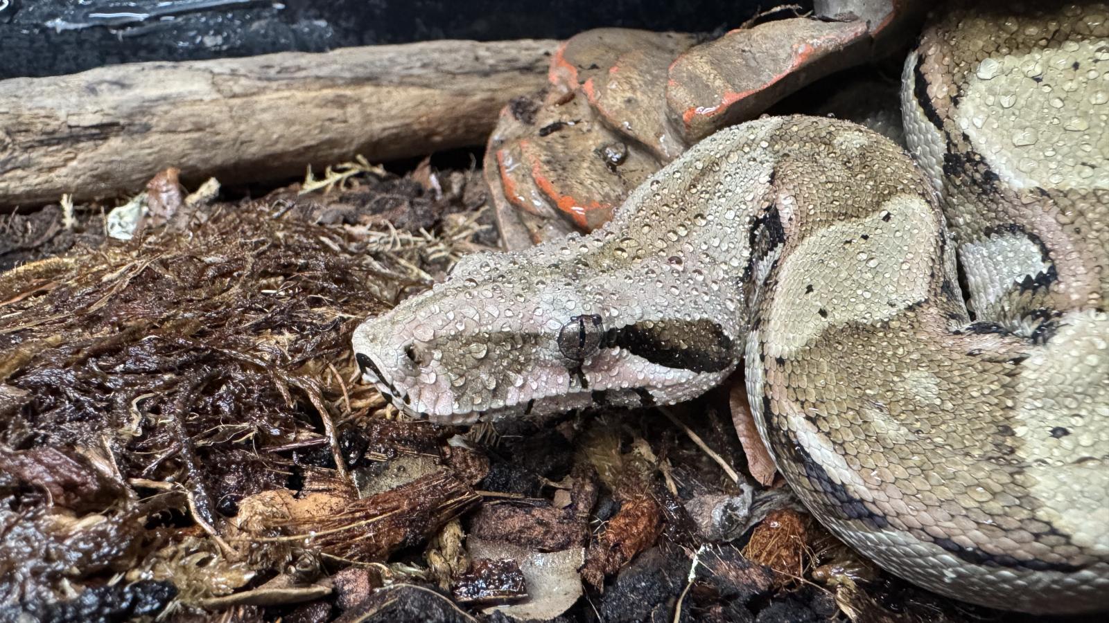 Boa Constrictor