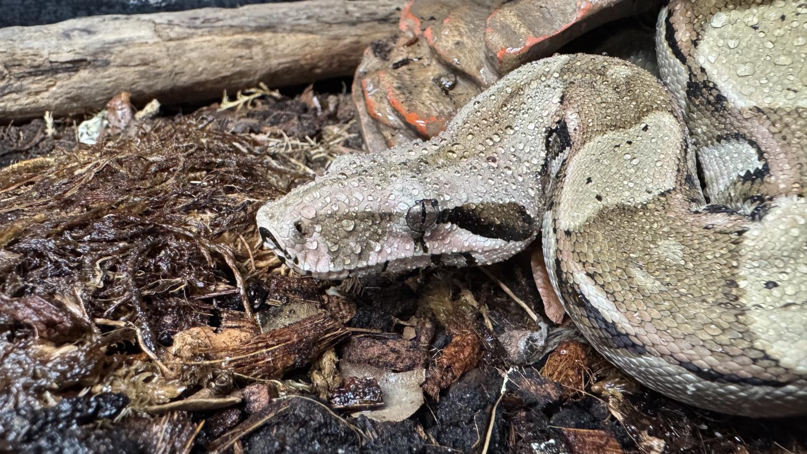 Boa Constrictor