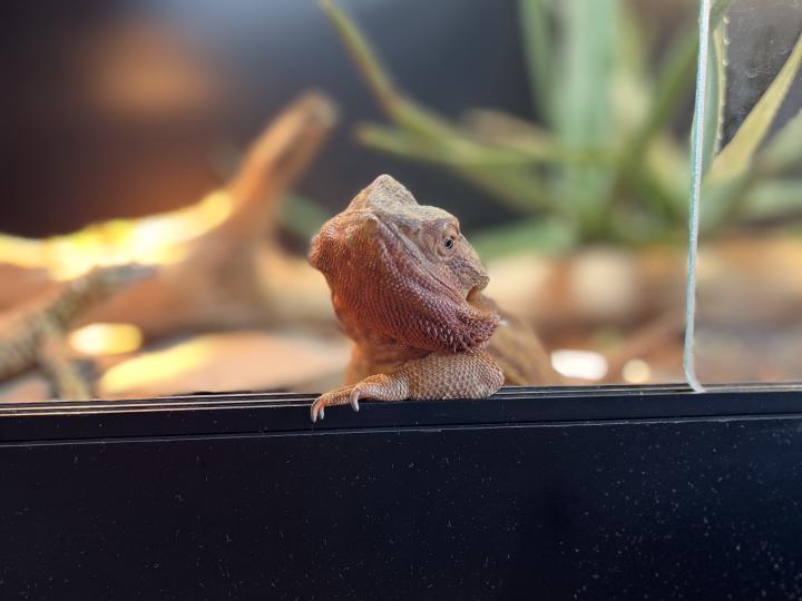 Bearded Dragon
