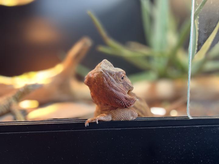 Bearded Dragon