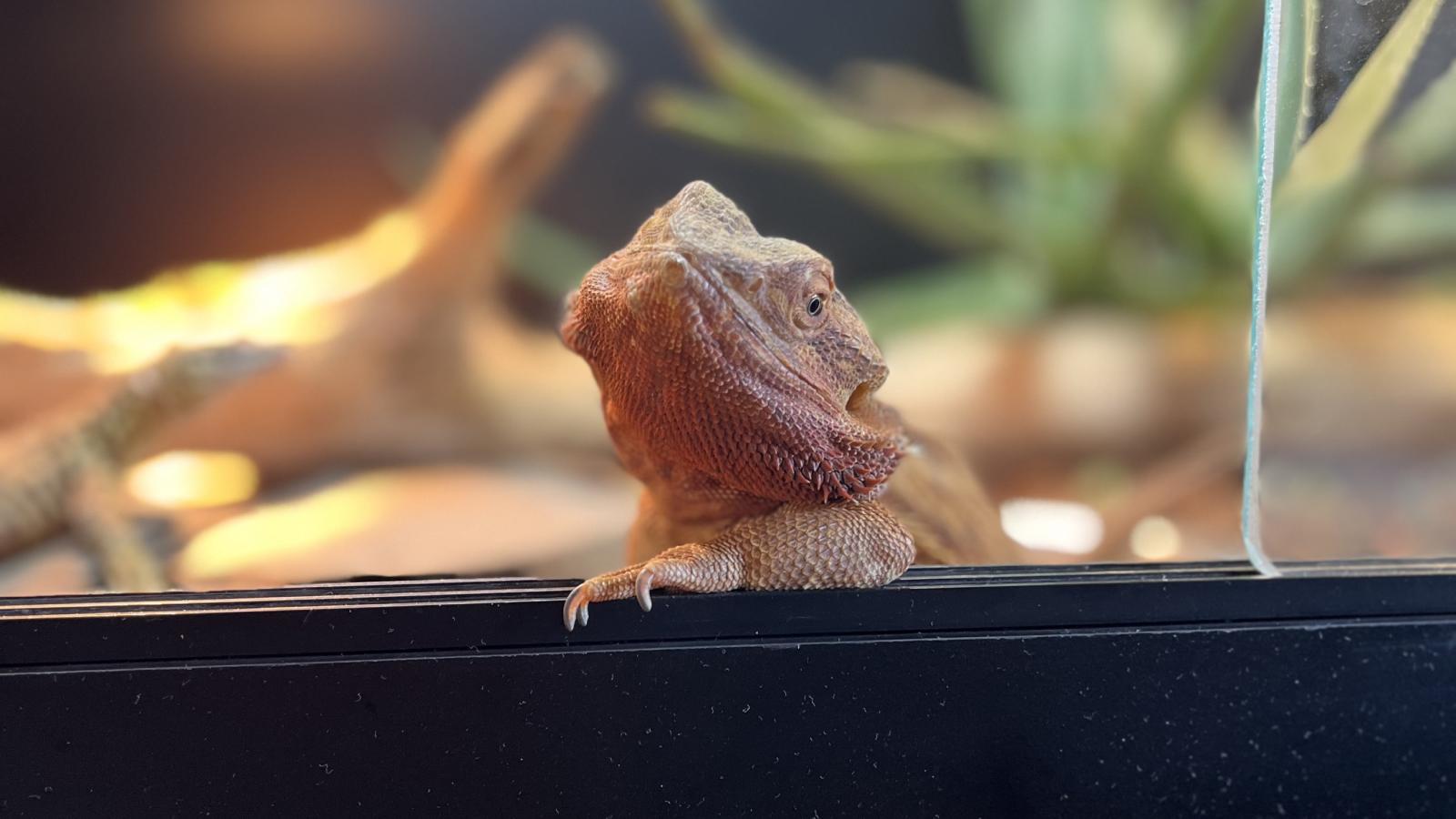 Bearded Dragon