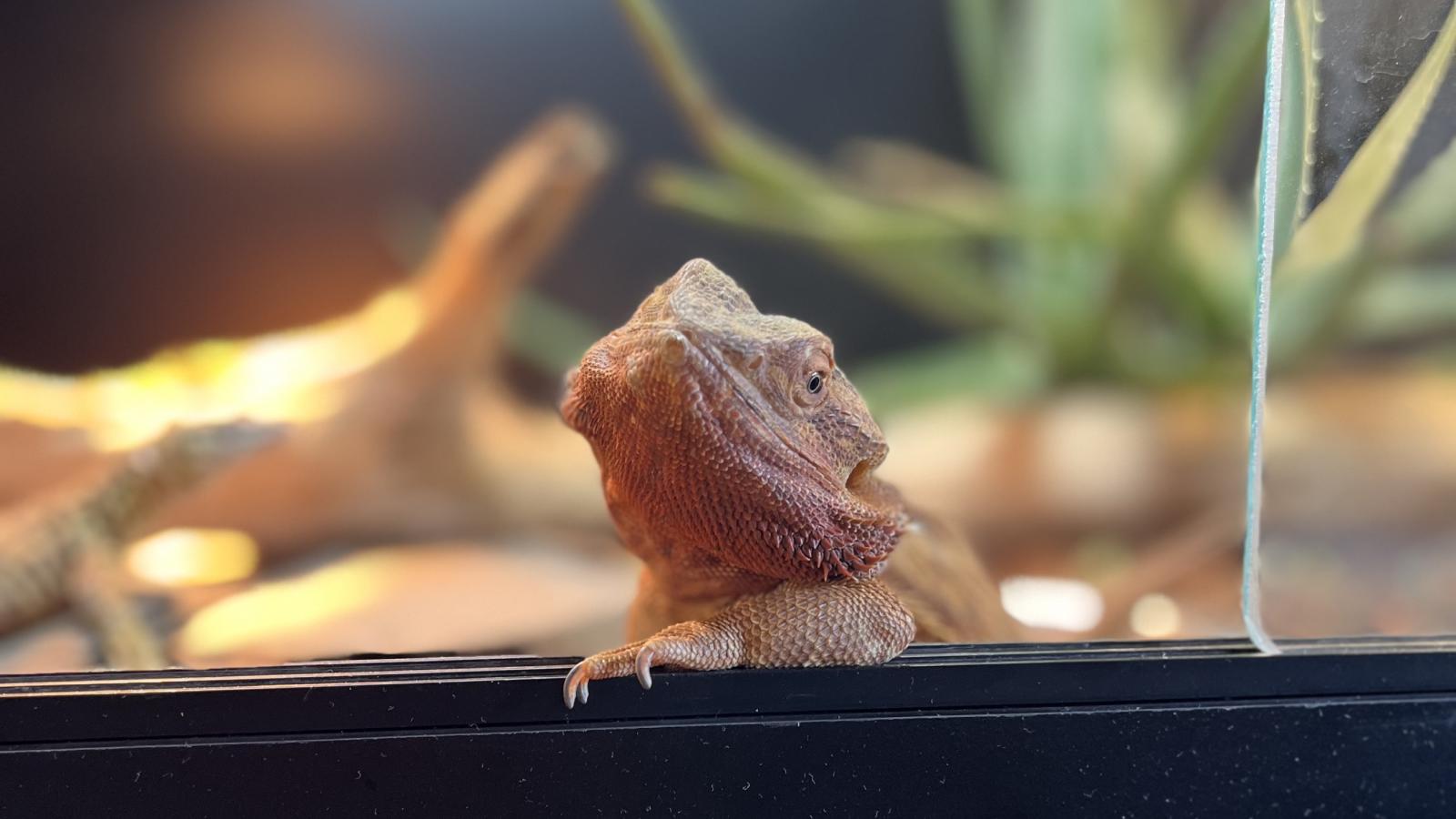 Bearded Dragon