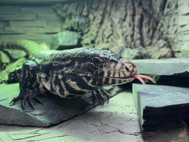 Argentine Black and White Tegu