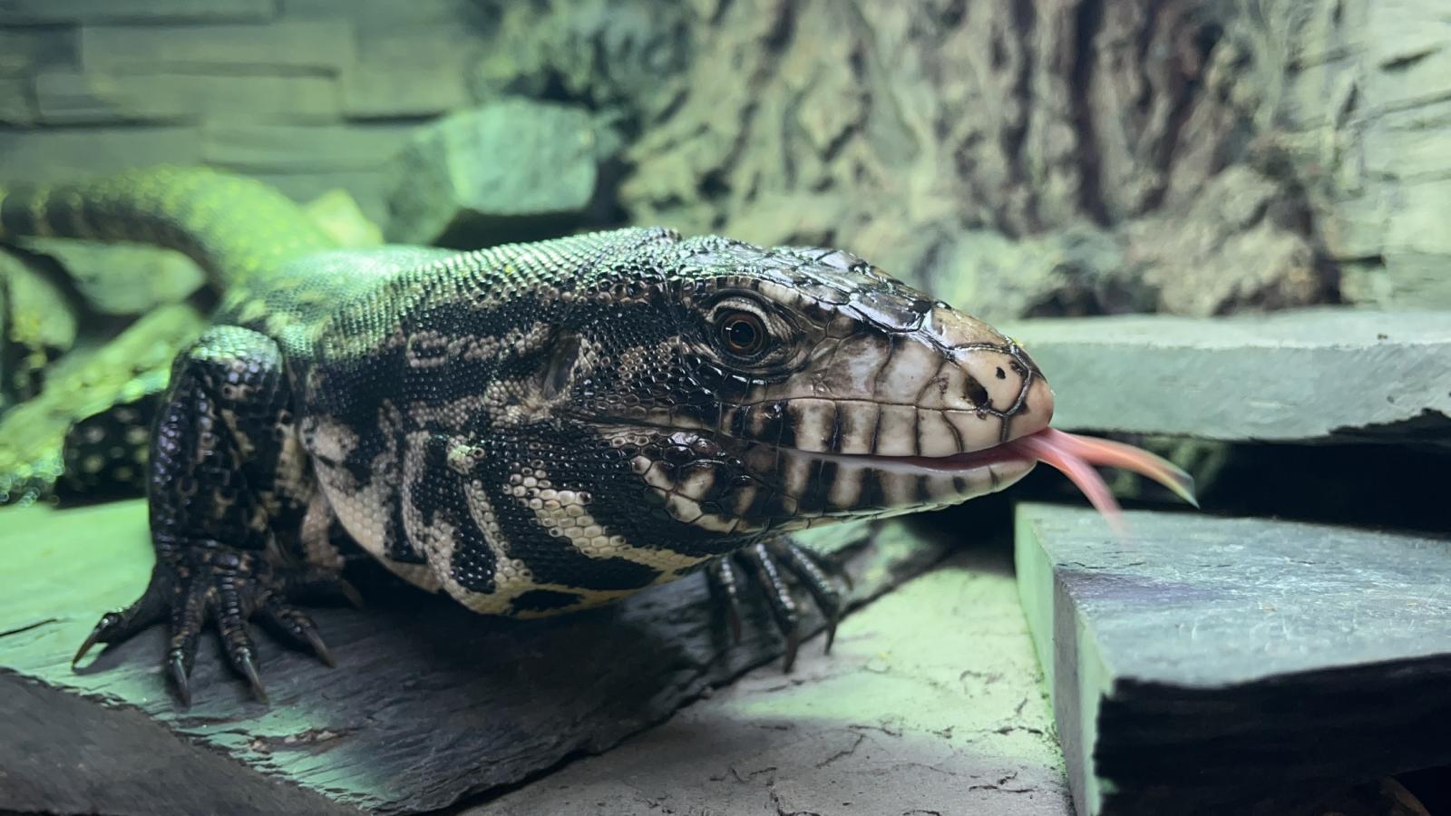 Argentine Black and White Tegu