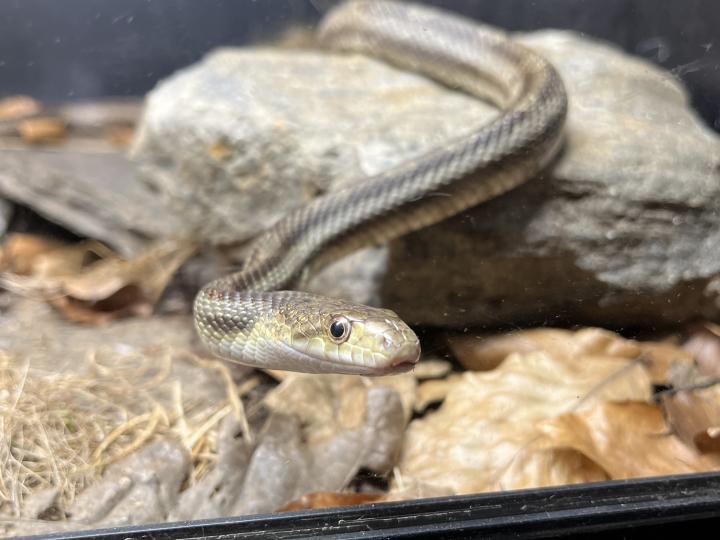 Black Rat Snake