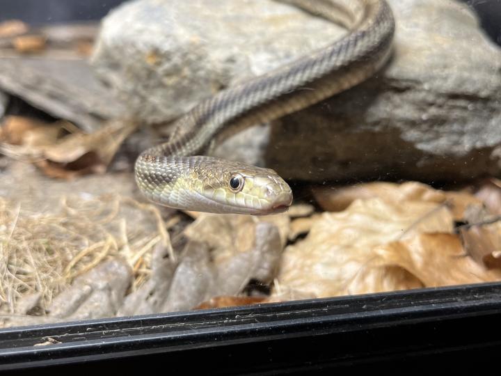 Black Rat Snake