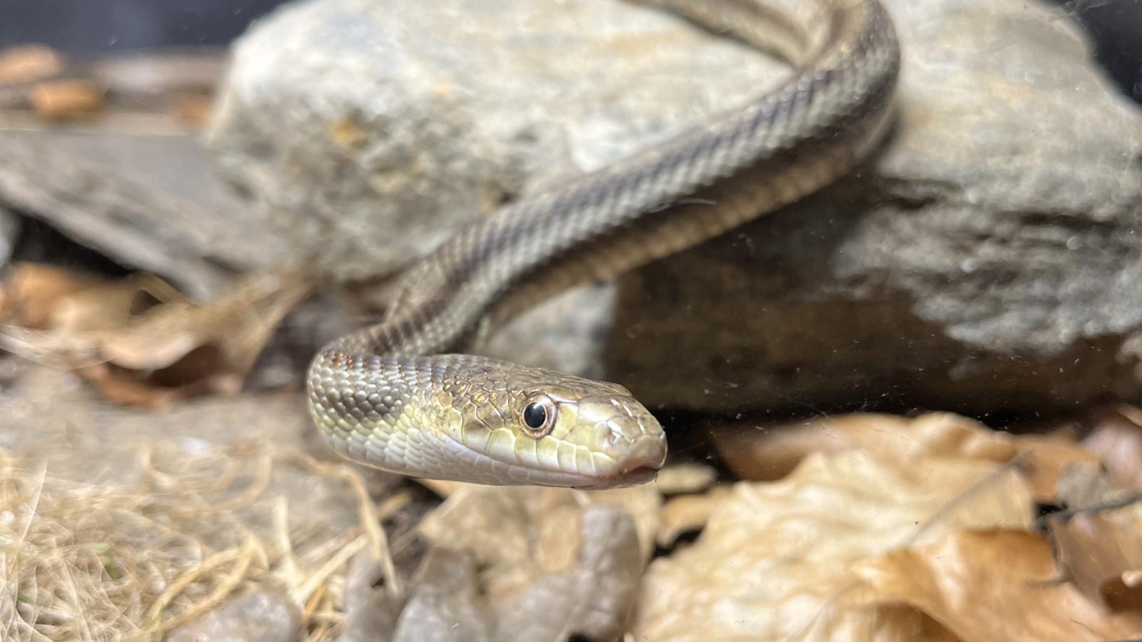 Black Rat Snake