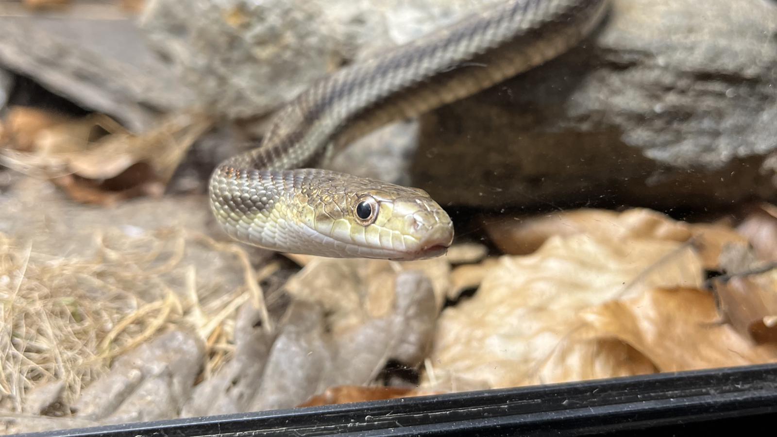 Black Rat Snake