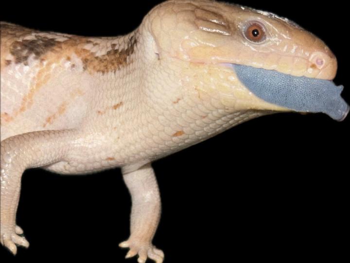 Blue-Tongued Skink