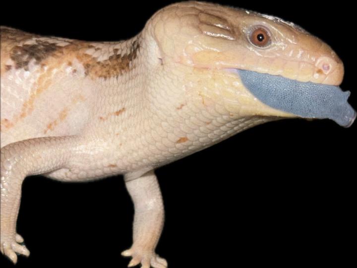 Blue-Tongued Skink