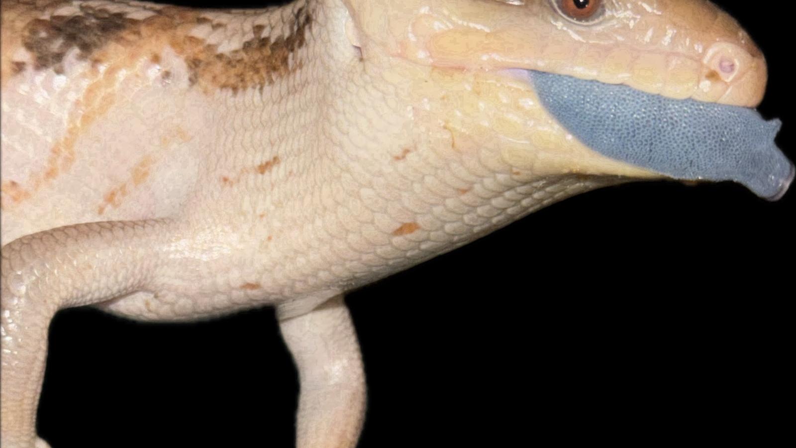 Blue-Tongued Skink