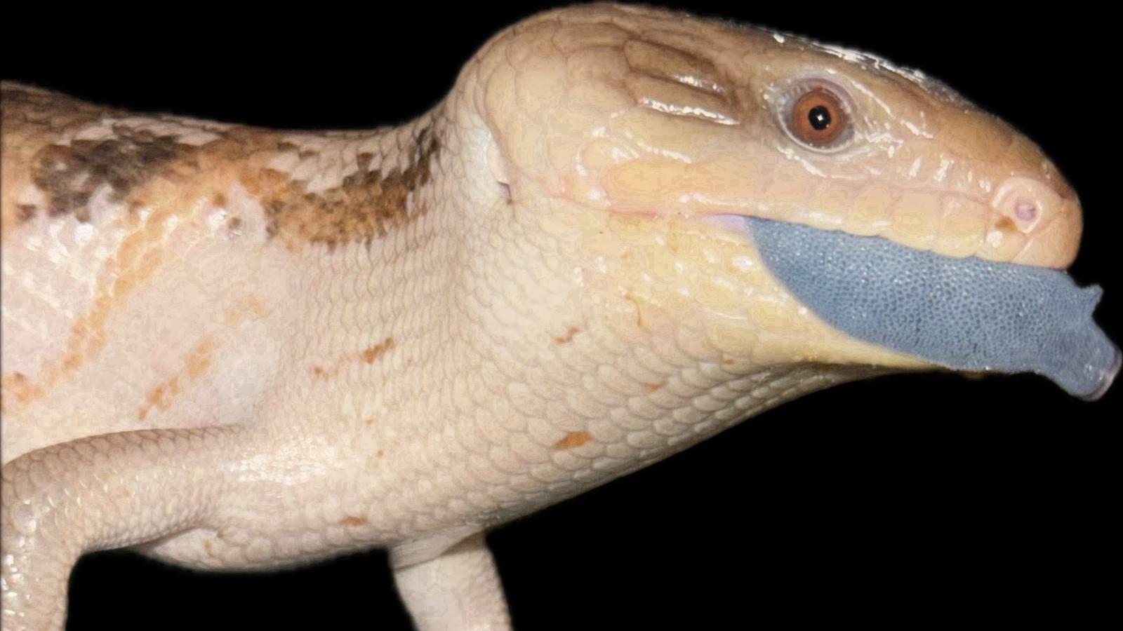 Blue-Tongued Skink