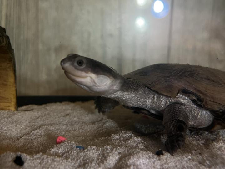 African Sideneck Turtle
