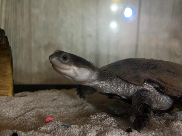 African Sideneck Turtle