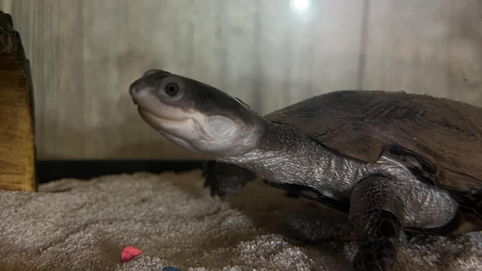 African Sideneck Turtle
