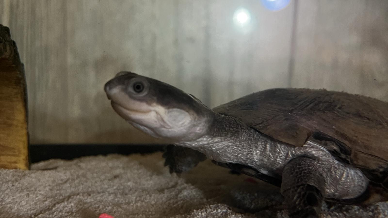 African Sideneck Turtle