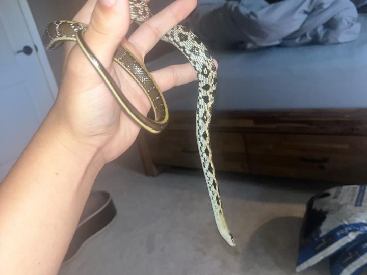 Beauty Rat Snake