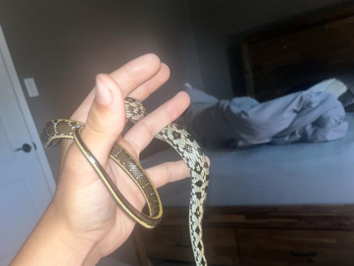 Beauty Rat Snake
