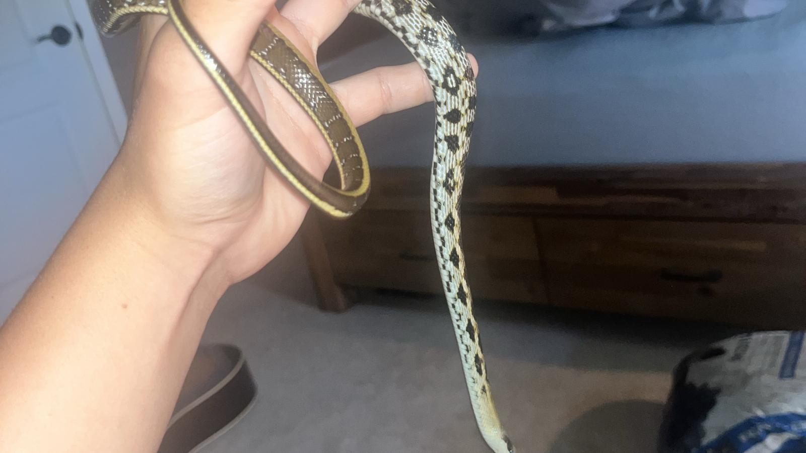 Beauty Rat Snake