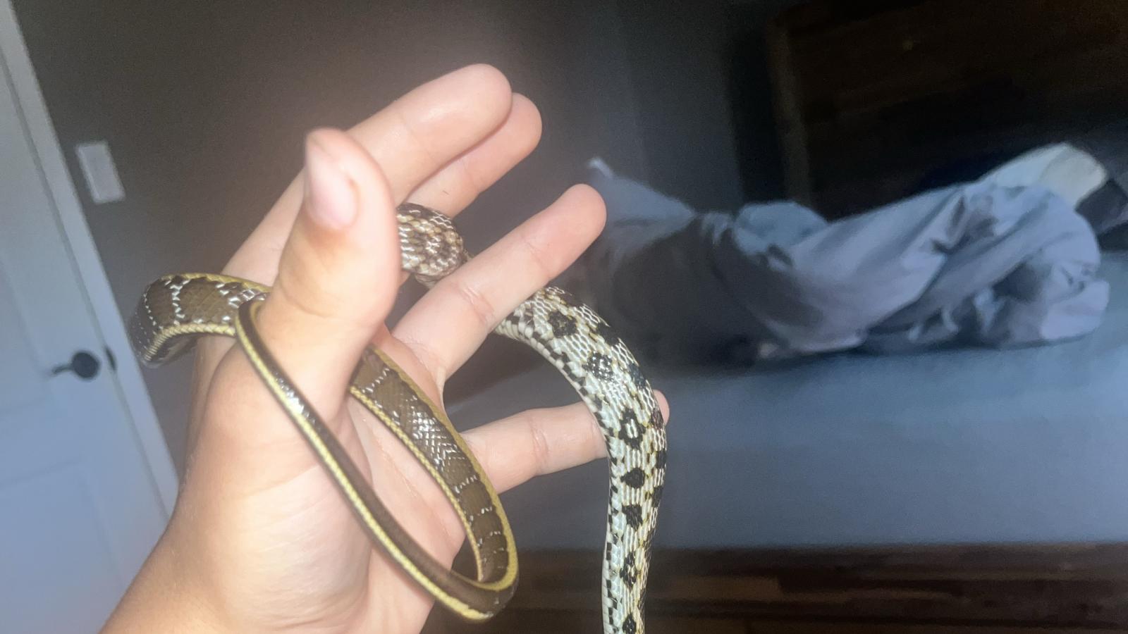 Beauty Rat Snake