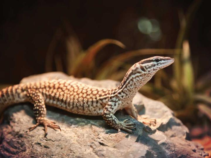 Ackie Monitor