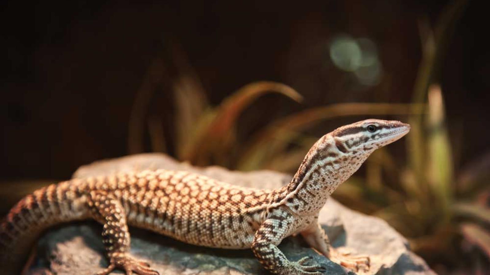 Ackie Monitor