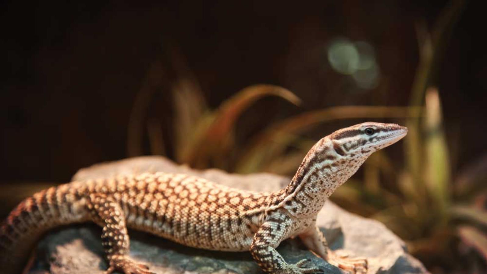 Ackie Monitor