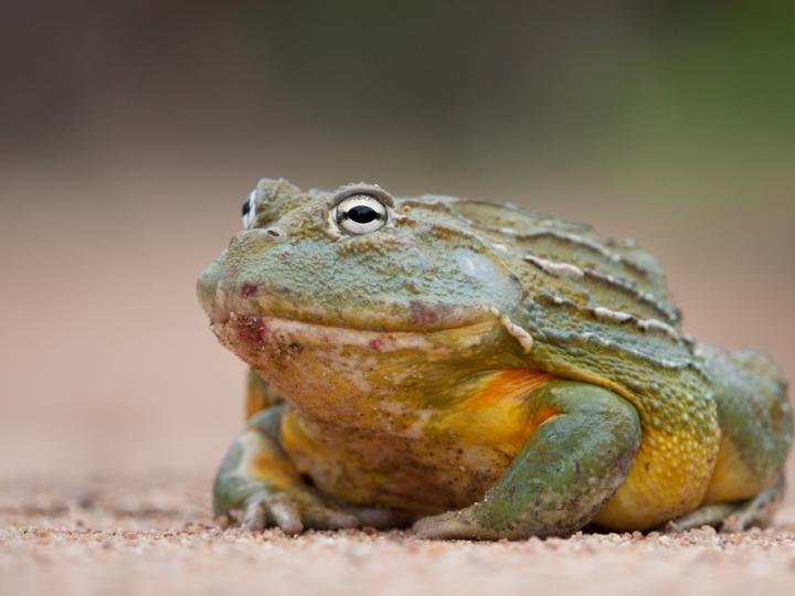 African Bullfrog