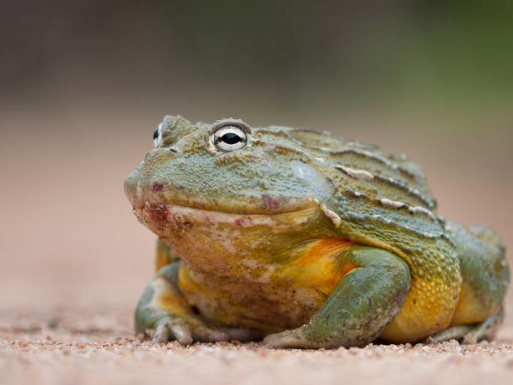 African Bullfrog