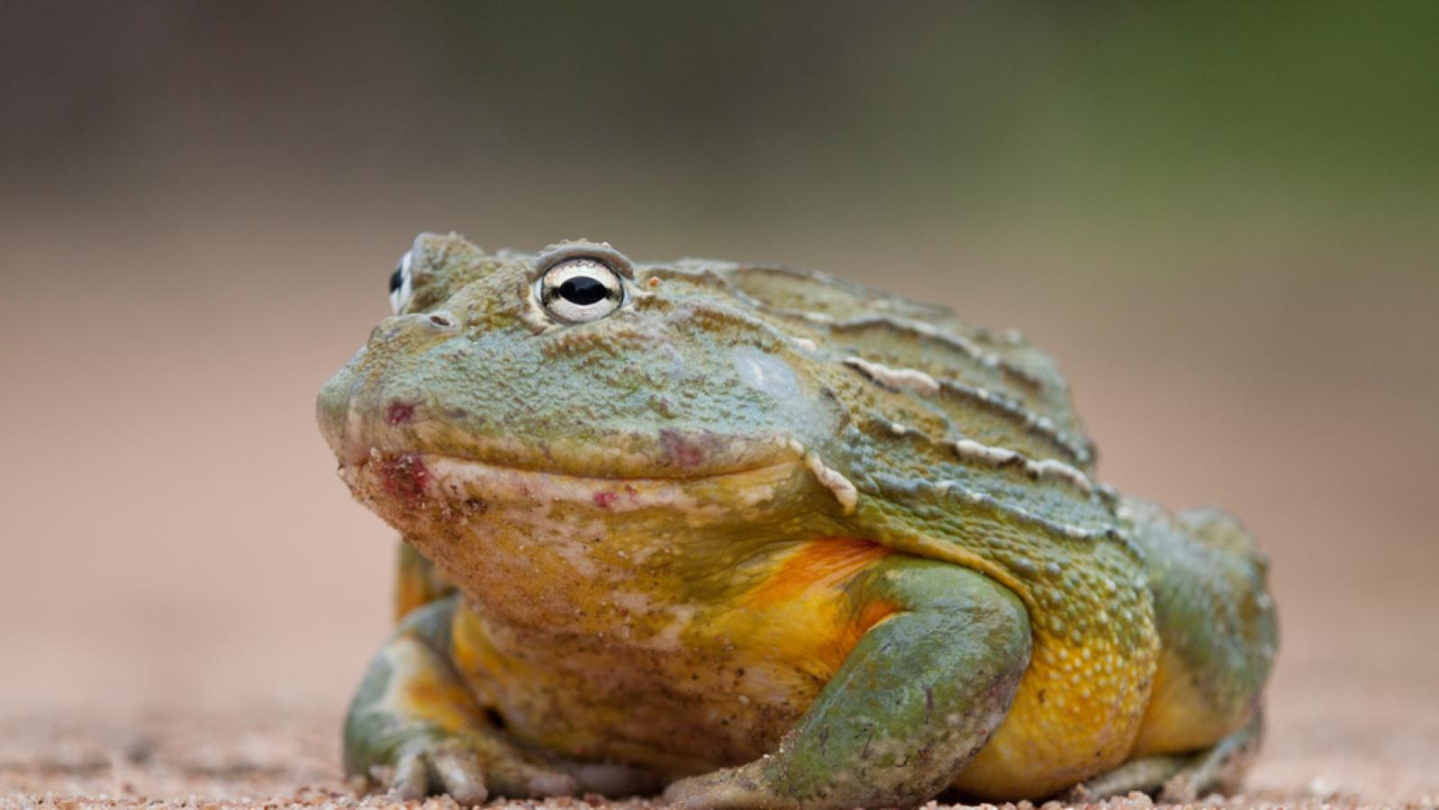 African Bullfrog