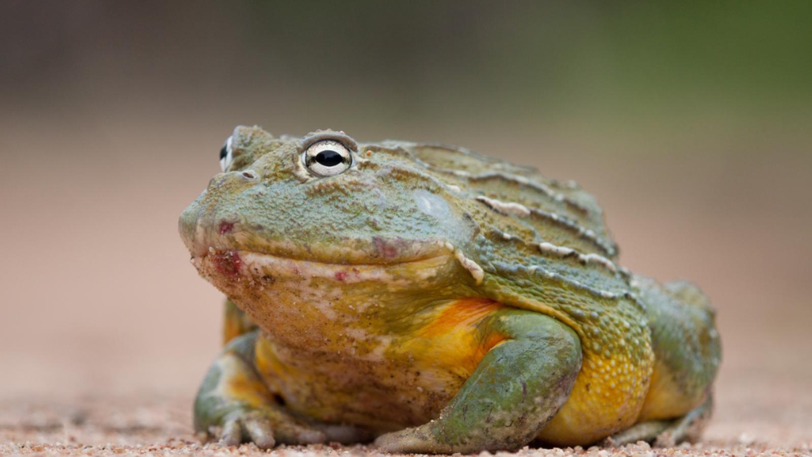 African Bullfrog