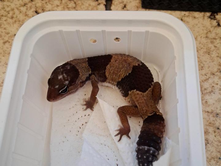 African Fat-Tailed Gecko