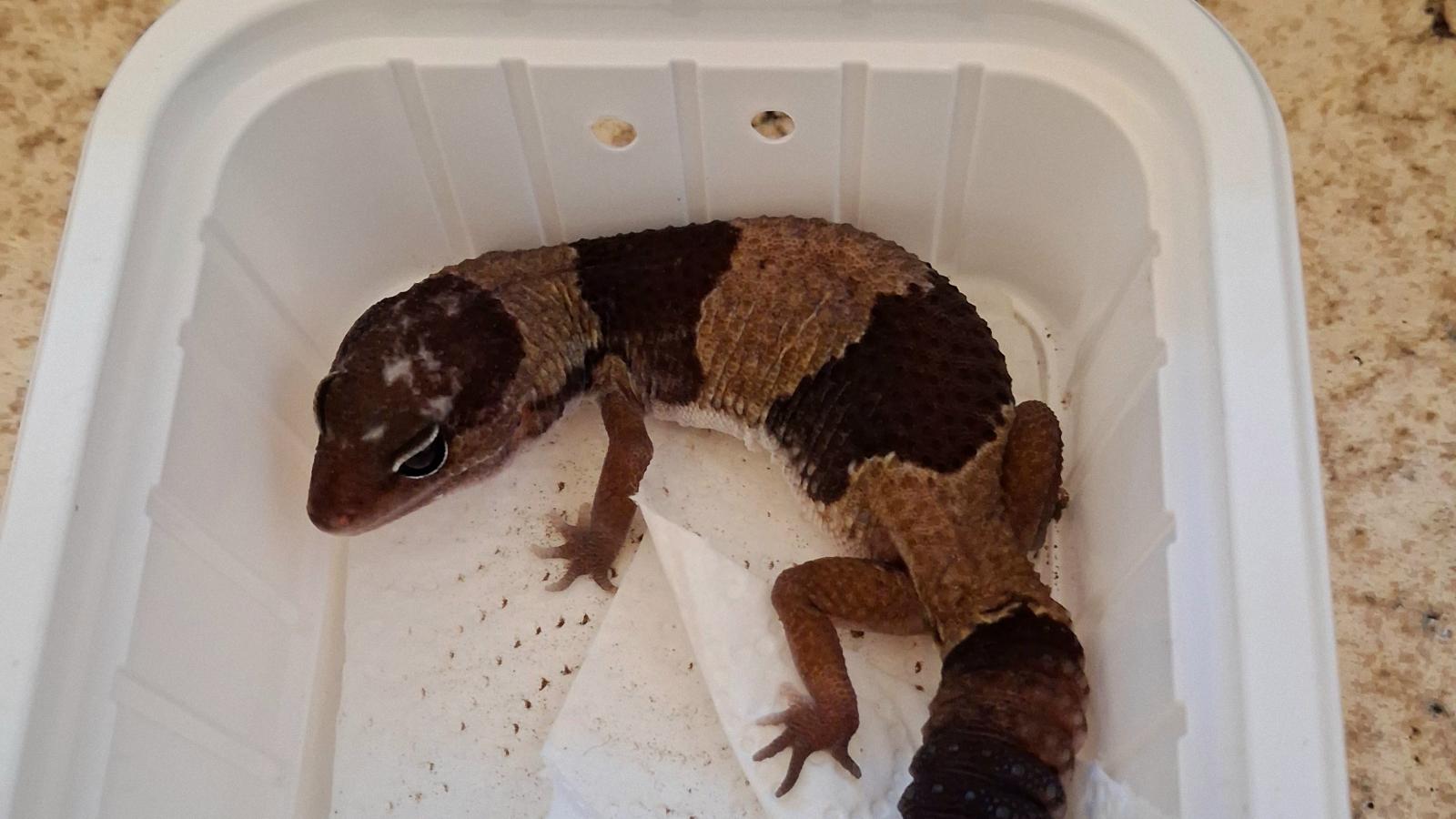 African Fat-Tailed Gecko