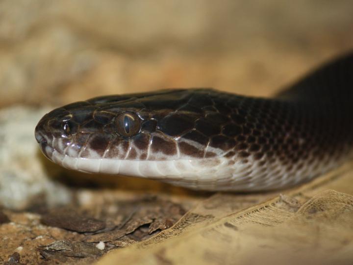 African House Snake