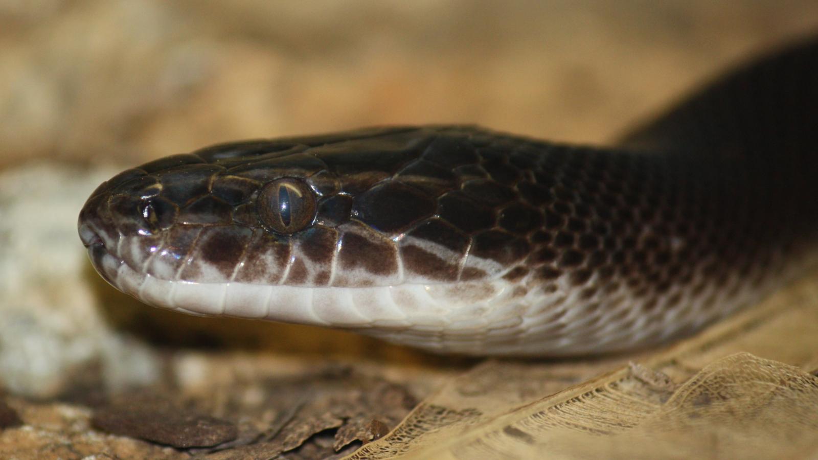 African House Snake