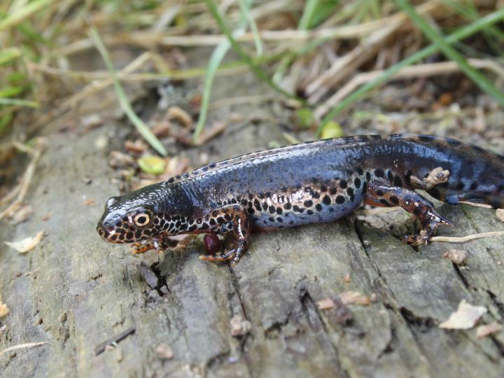 Alpine Newt