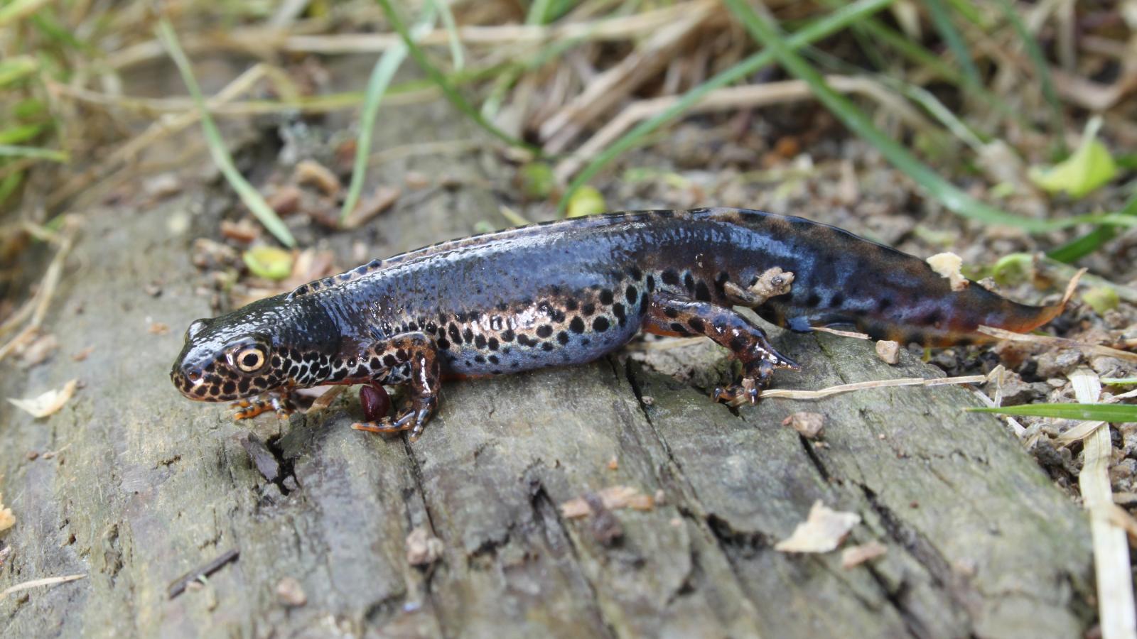 Alpine Newt