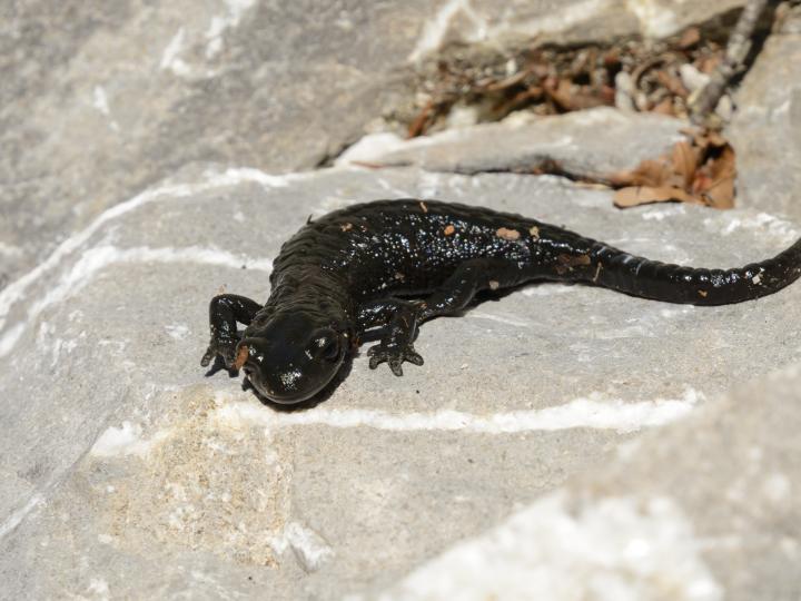 Alpine Salamander