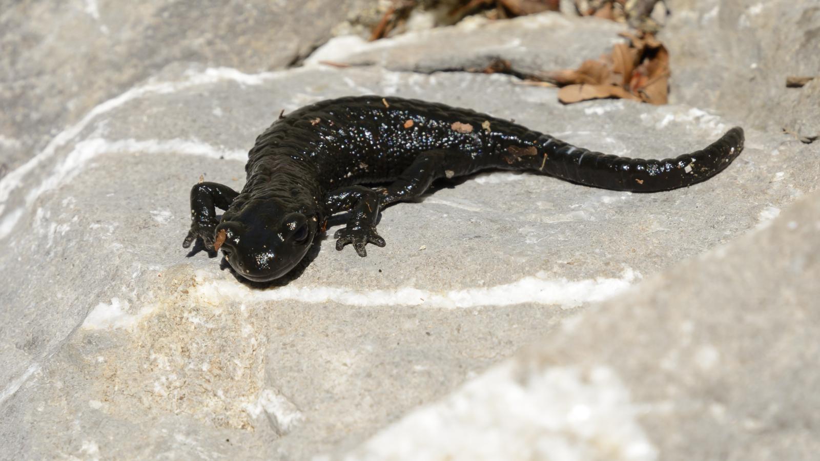 Alpine Salamander
