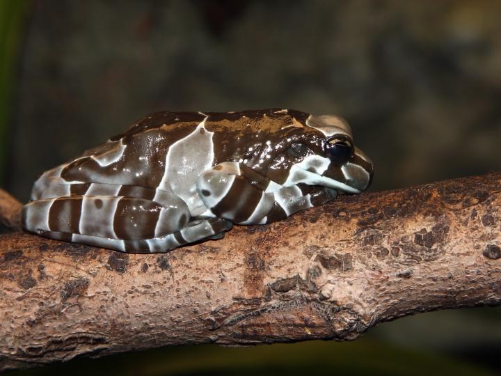 Amazon Milk Frog