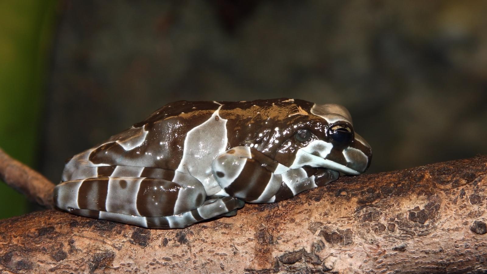 Amazon Milk Frog