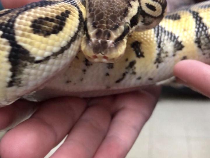 Ball Python