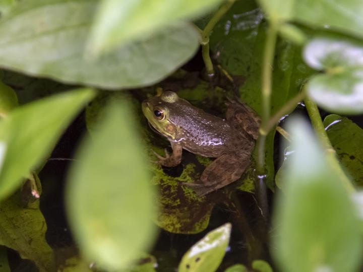 American Bullfrog