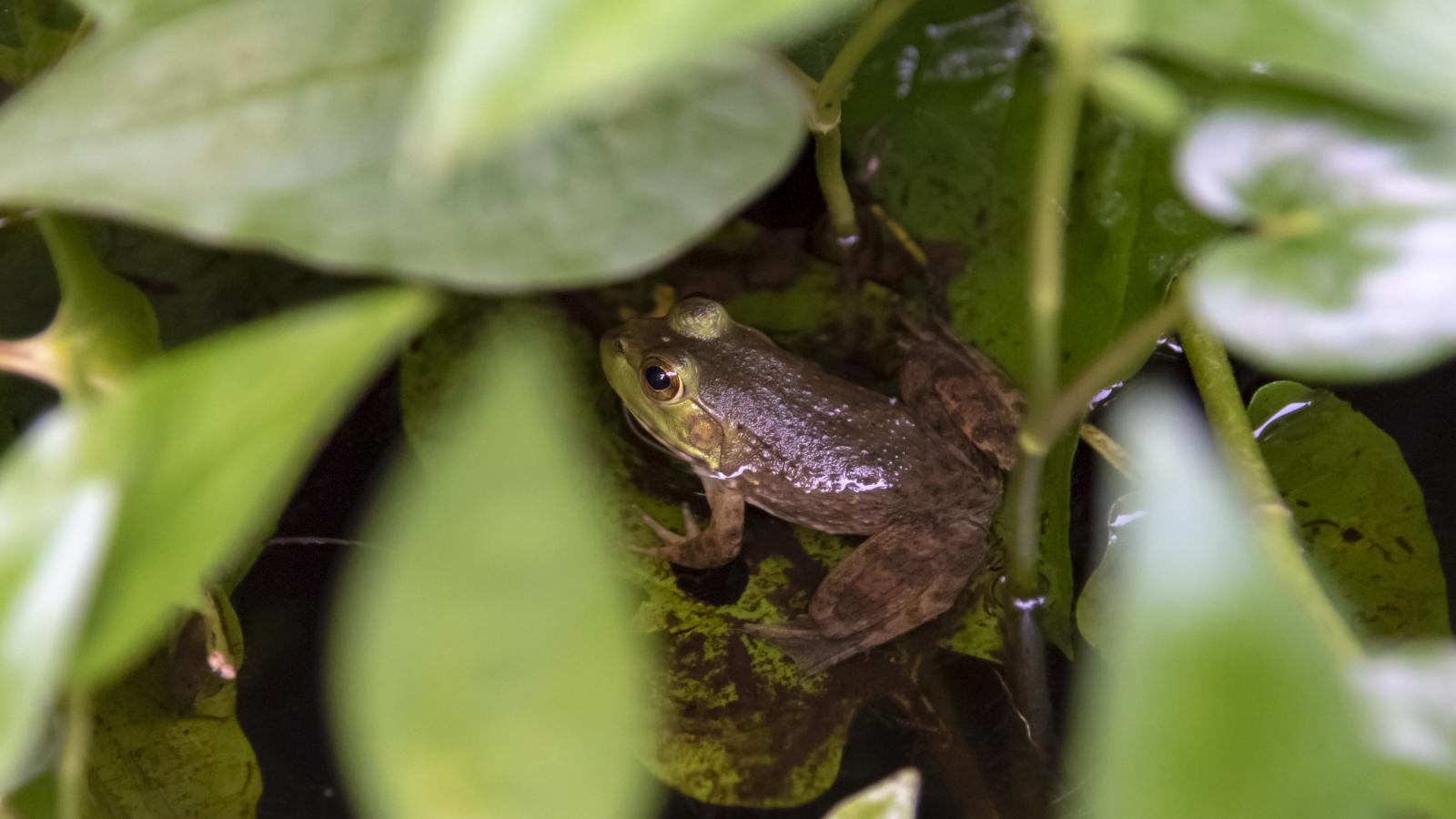 American Bullfrog