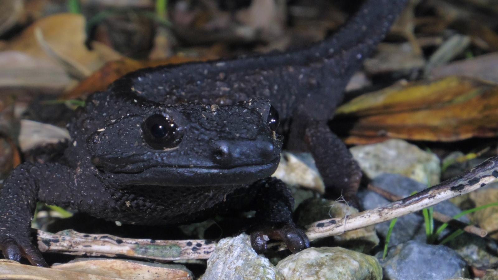 Anderson's Crocodile Newt