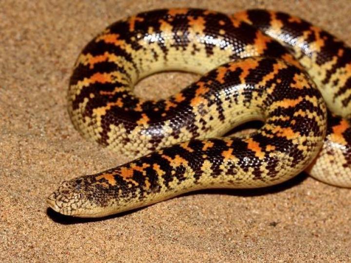 Arabian Sand Boa