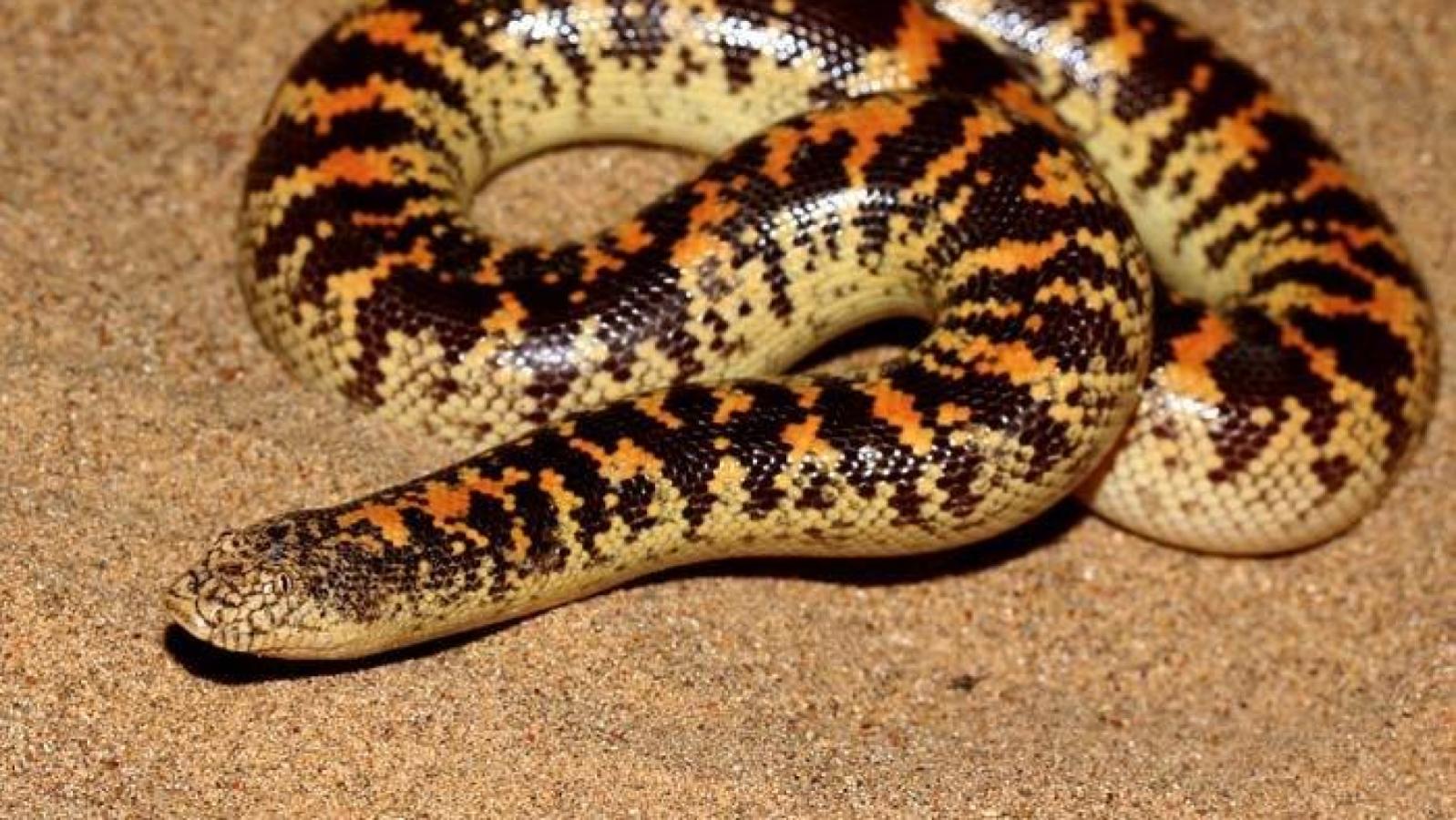 Arabian Sand Boa
